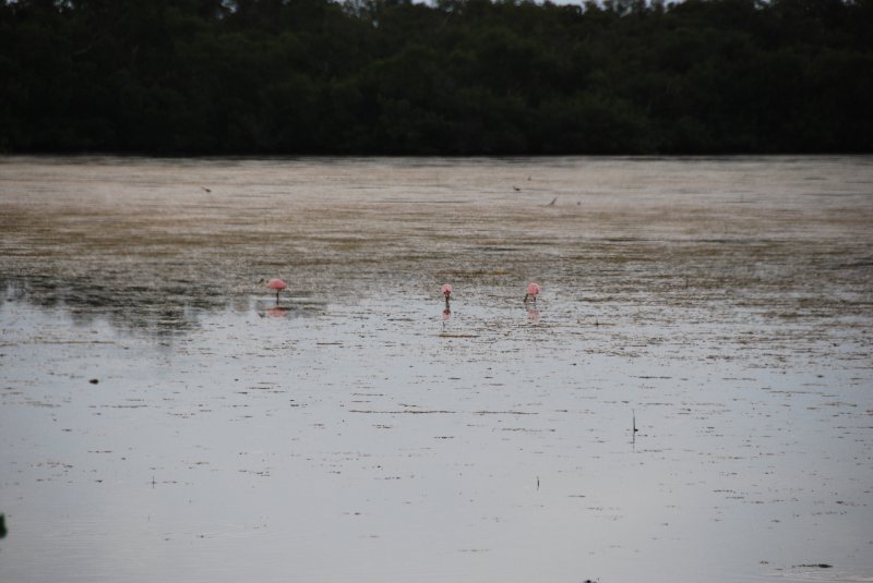 DSC_0059-2.JPG - Ding Darling -- Roseate Spoonbill