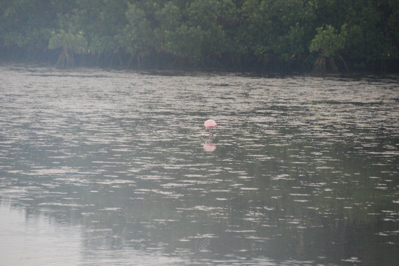 DSC_0063-2.JPG - Ding Darling -- Roseate Spoonbill