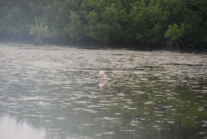 DSC_0064-2.JPG - Ding Darling -- Roseate Spoonbill