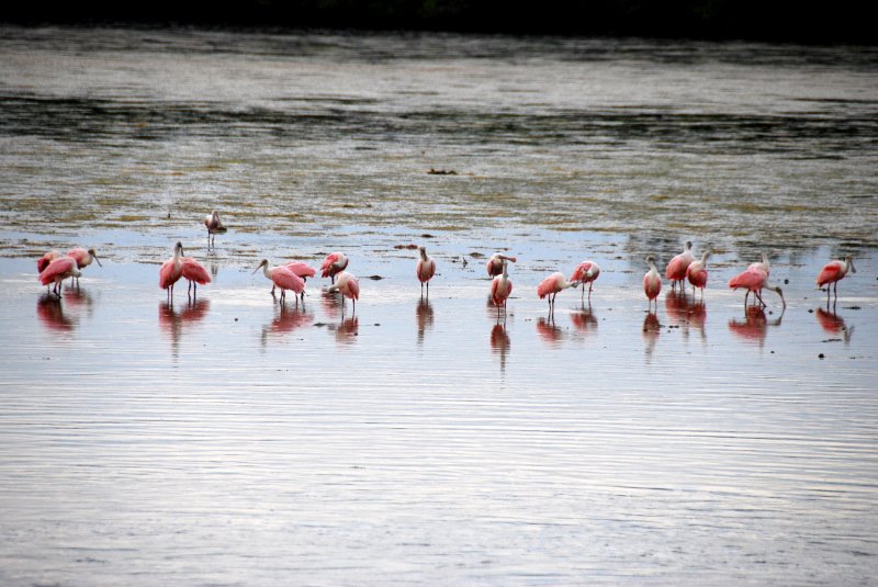 DSC_0067-1.JPG - Ding Darling -- Roseate Spoonbill