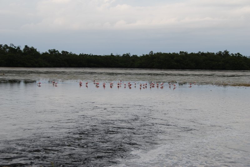 DSC_0068-1.JPG - Ding Darling -- Roseate Spoonbill