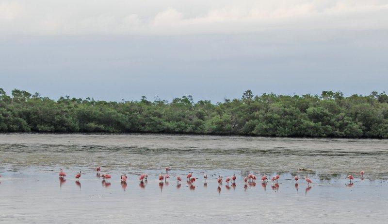 DSC_0068-1_edited-1.jpg - Ding Darling -- Roseate Spoonbill