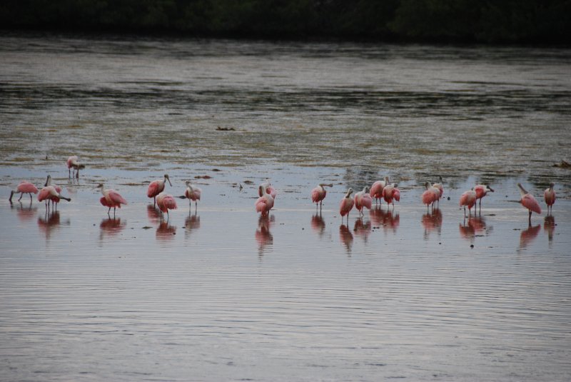 DSC_0070-1.JPG - Ding Darling -- Roseate Spoonbill