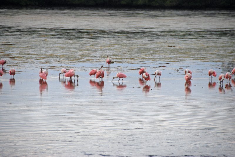 DSC_0072-1_edited-2.jpg - Ding Darling -- Roseate Spoonbill