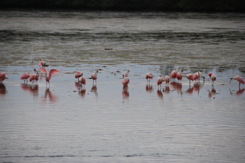 DSC_0073-1.JPG - Ding Darling -- Roseate Spoonbill