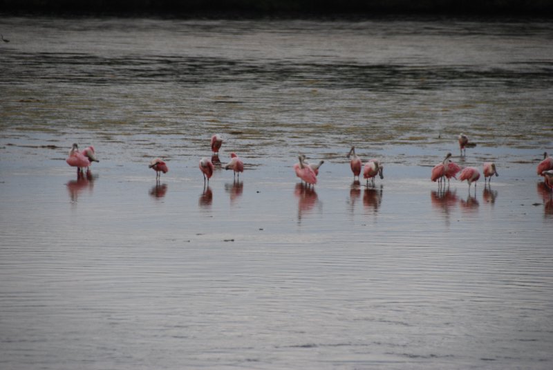 DSC_0074-1.JPG - Ding Darling -- Roseate Spoonbill