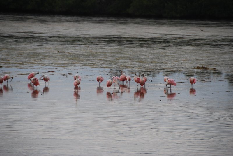 DSC_0076-1.JPG - Ding Darling -- Roseate Spoonbill