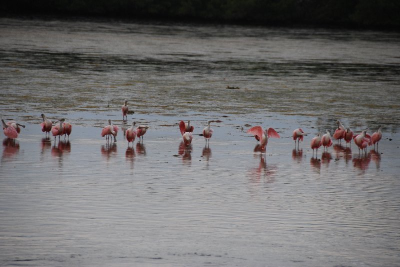 DSC_0077-1.JPG - Ding Darling -- Roseate Spoonbill