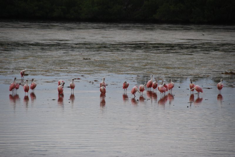 DSC_0078-1.JPG - Ding Darling -- Roseate Spoonbill