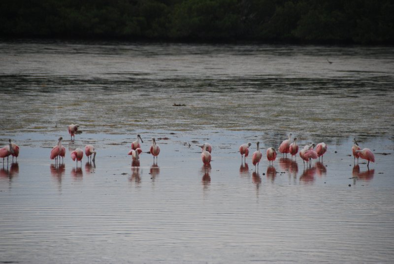 DSC_0080-1.JPG - Ding Darling -- Roseate Spoonbill