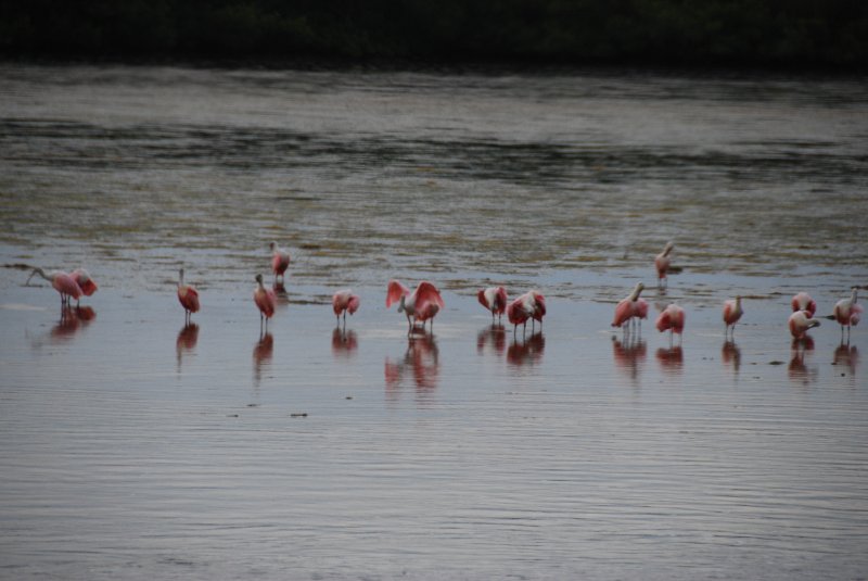 DSC_0083-1.JPG - Ding Darling -- Roseate Spoonbill