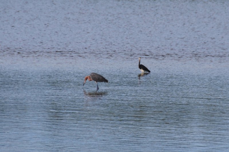 DSC_0145-1.JPG - Ding Darling -- Reddish Egret