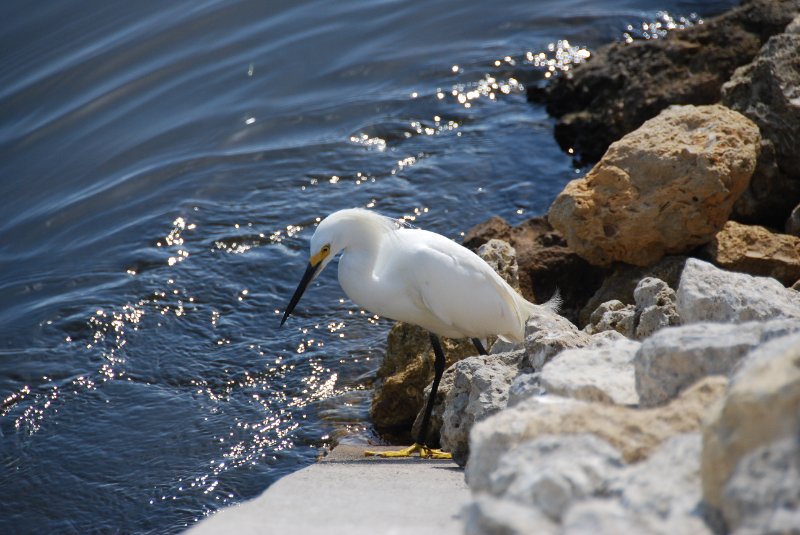 DSC_0200.JPG - Snowy Egret -- Bike Ride Through Ding Darling