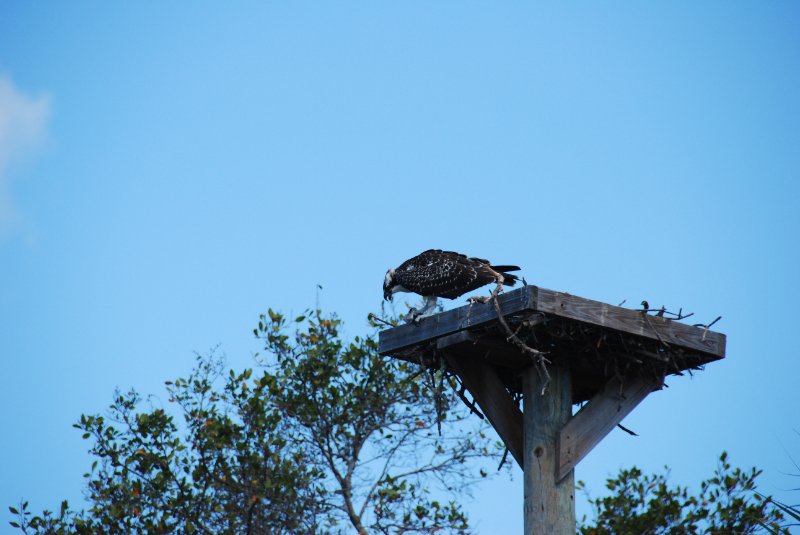 DSC_0211.JPG - Osprey Nest -- Bike Ride Through Ding Darling