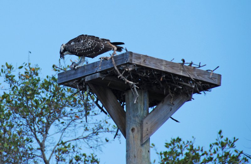 DSC_0211_edited-1.jpg - Osprey Nest -- Bike Ride Through Ding Darling