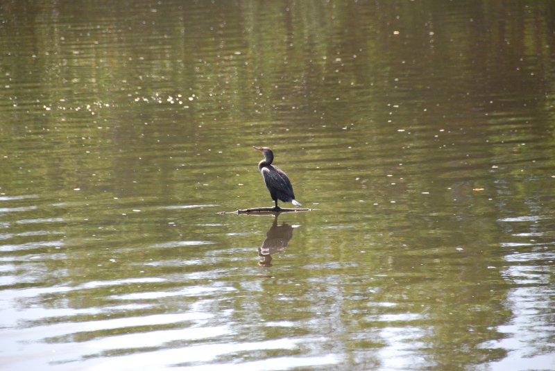 DSC_0216.JPG - Bike Ride Through Ding Darling