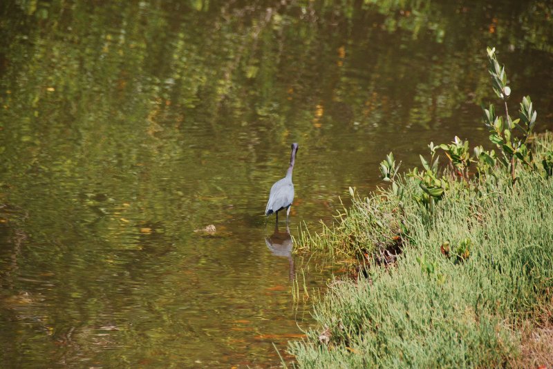 DSC_0224.JPG - Little Blue Heron -- Bike Ride Through Ding Darling