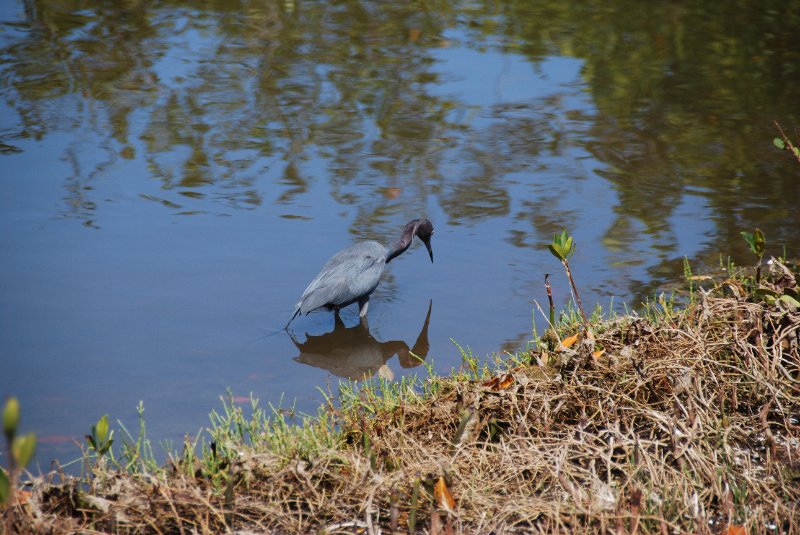 DSC_0226.JPG - Little Blue Heron -- Bike Ride Through Ding Darling