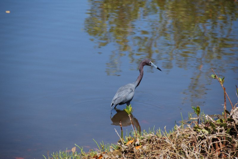 DSC_0228.JPG - Little Blue Heron -- Bike Ride Through Ding Darling