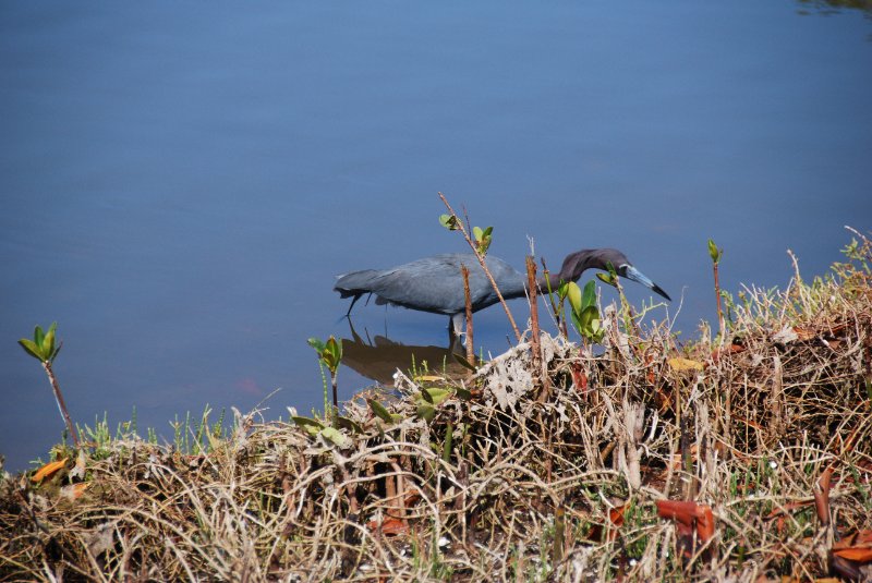 DSC_0230.JPG - Little Blue Heron -- Bike Ride Through Ding Darling