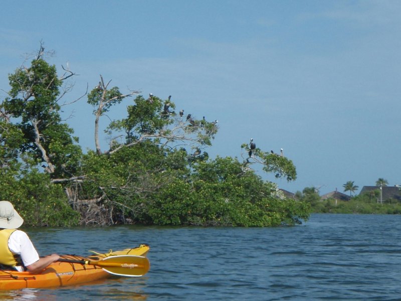 P6010055.JPG - Kayaking - Chadwick's Bayou