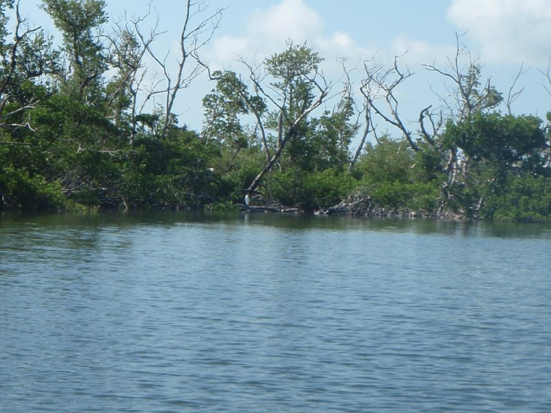 P6010102.JPG - Kayaking - Chadwick's Bayou