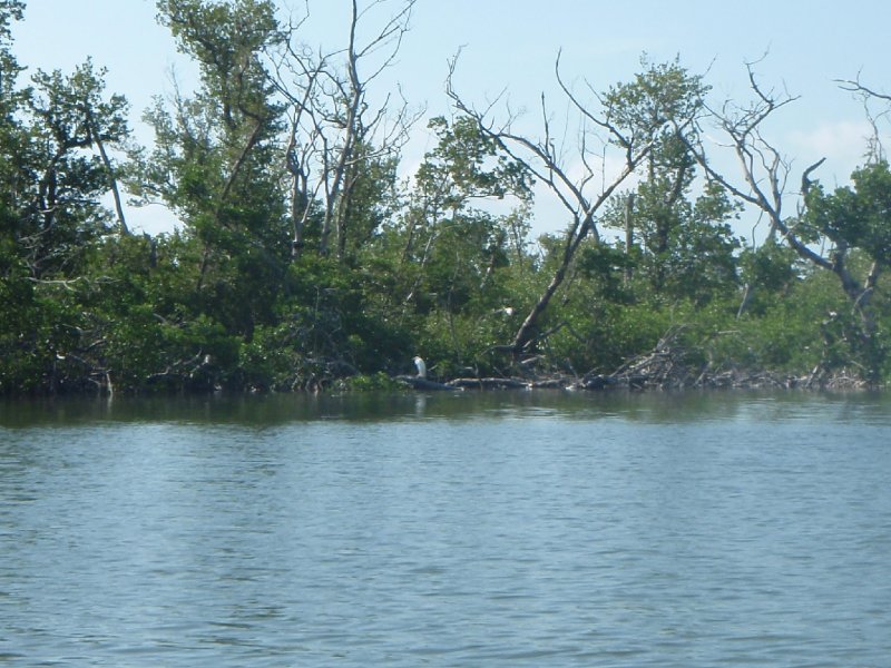 P6010118.JPG - Kayaking - Chadwick's Bayou