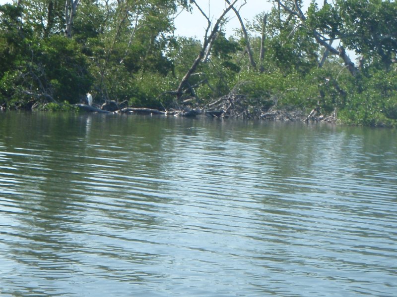 P6010133.JPG - Kayaking - Chadwick's Bayou