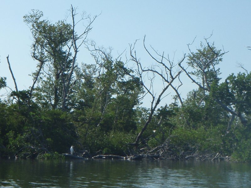 P6010134.JPG - Kayaking - Chadwick's Bayou