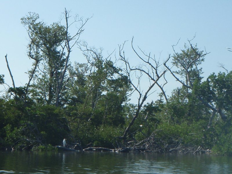 P6010135.JPG - Kayaking - Chadwick's Bayou