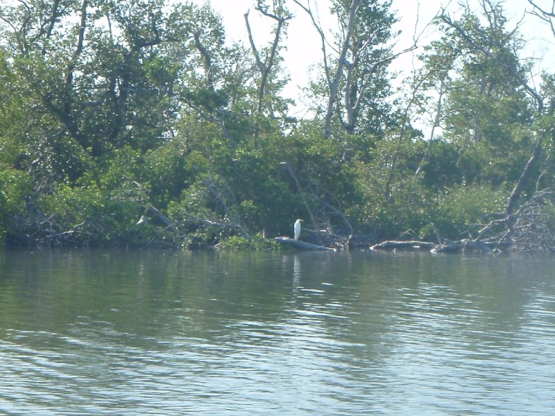 P6010141.JPG - Kayaking - Chadwick's Bayou