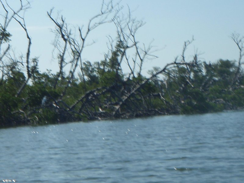 P6010163.JPG - Kayaking - Chadwick's Bayou