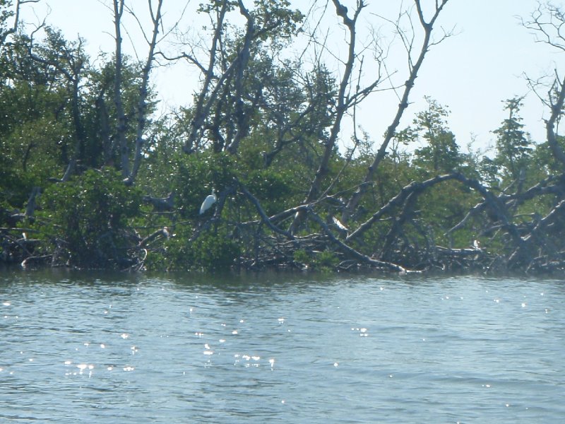 P6010164.JPG - Kayaking - Chadwick's Bayou