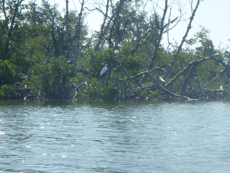 P6010167.JPG - Kayaking - Chadwick's Bayou