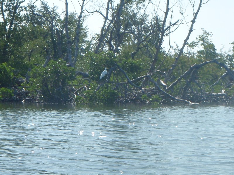 P6010168.JPG - Kayaking - Chadwick's Bayou