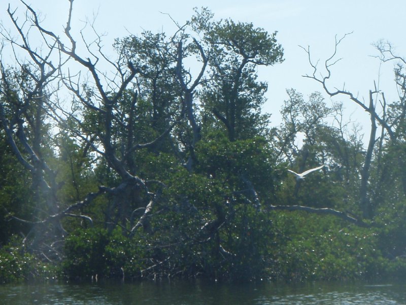 P6010169.JPG - Kayaking - Chadwick's Bayou