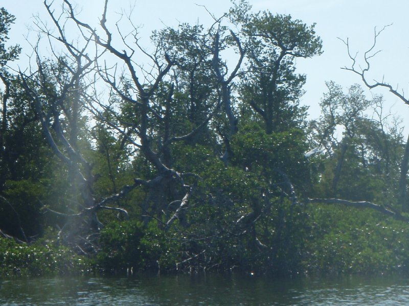 P6010170.JPG - Kayaking - Chadwick's Bayou