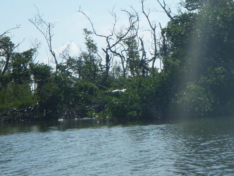 P6010182.JPG - Kayaking - Chadwick's Bayou