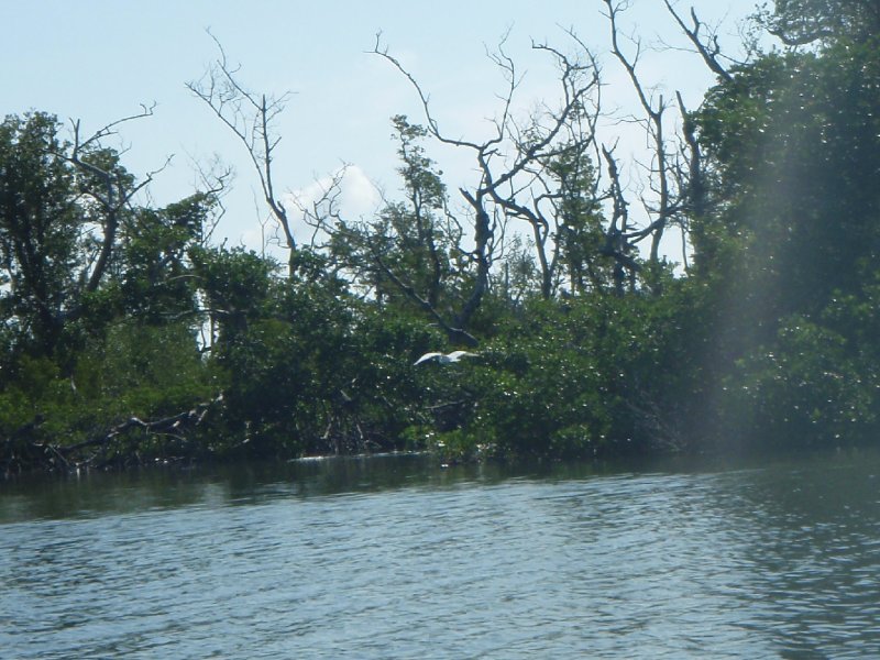 P6010183.JPG - Kayaking - Chadwick's Bayou