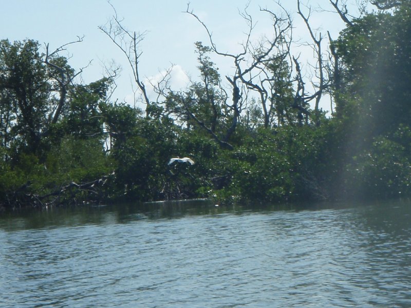 P6010184.JPG - Kayaking - Chadwick's Bayou