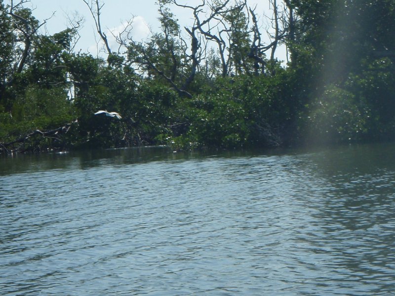 P6010185.JPG - Kayaking - Chadwick's Bayou