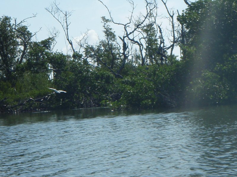 P6010186.JPG - Kayaking - Chadwick's Bayou