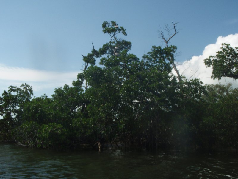 P6010230.JPG - Kayaking Pine Island Sound