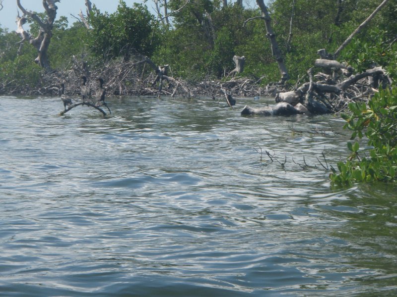 P6010233.JPG - Kayaking Pine Island Sound