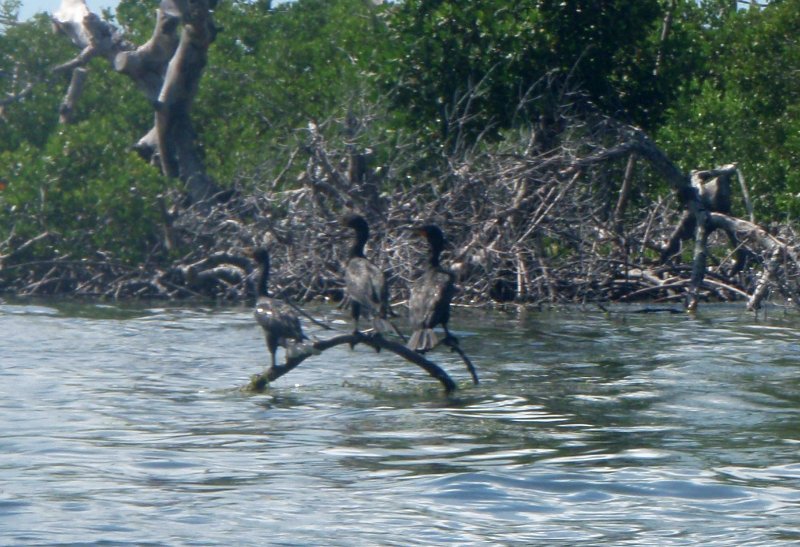 P6010233_edited-1.jpg - Kayaking - Chadwick's Bayou