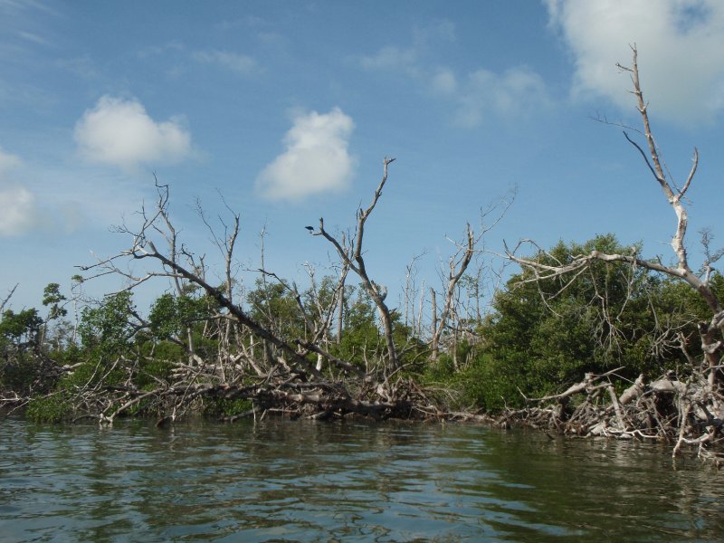 P6030242.JPG - Kayaking around Buck Key