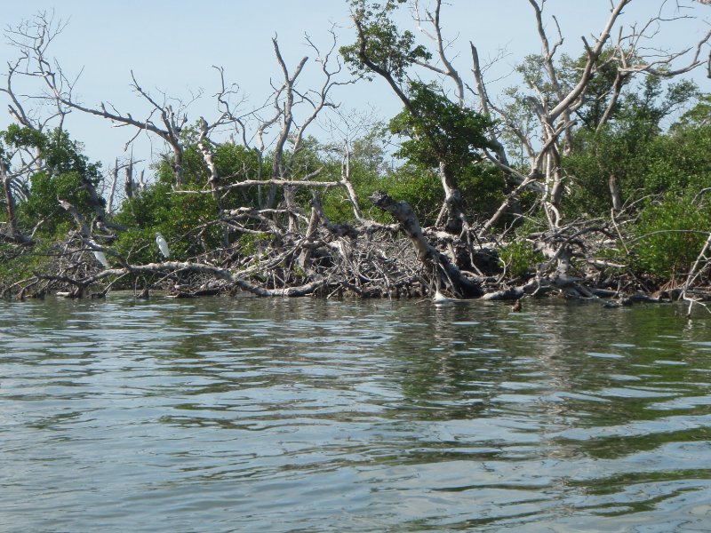 P6030245.JPG - Kayaking around Buck Key