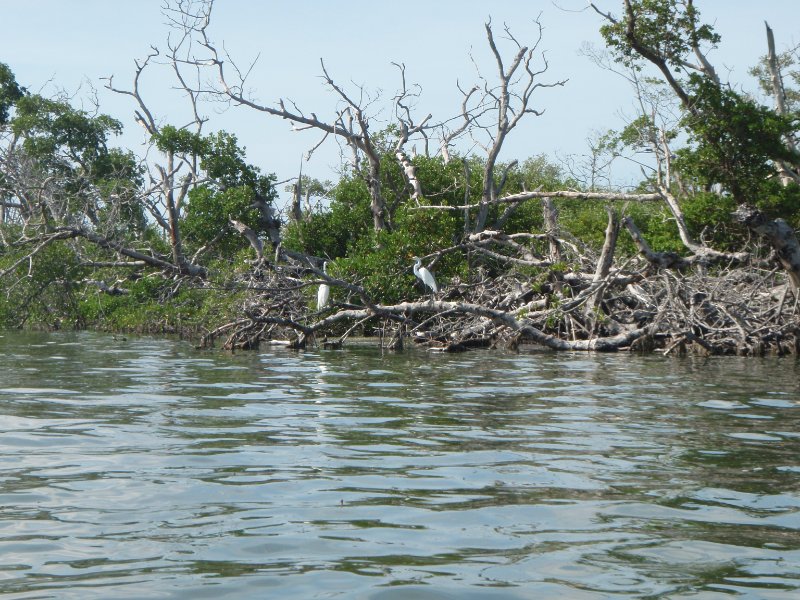 P6030246.JPG - Kayaking around Buck Key