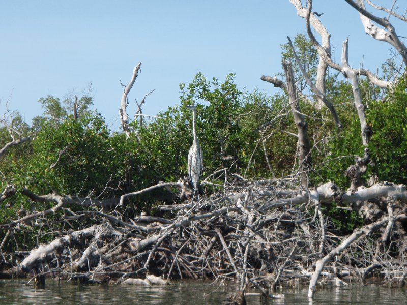 P6030251.JPG - Kayaking around Buck Key