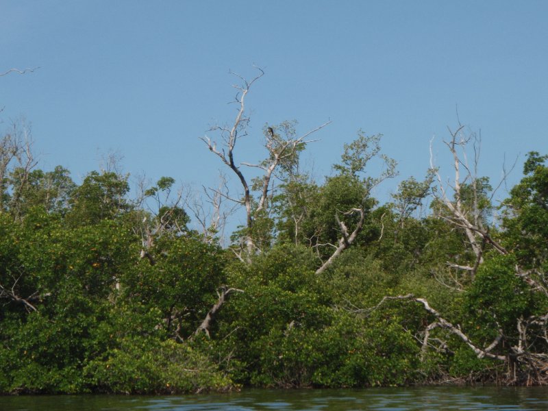 P6030268.JPG - Kayaking around Buck Key